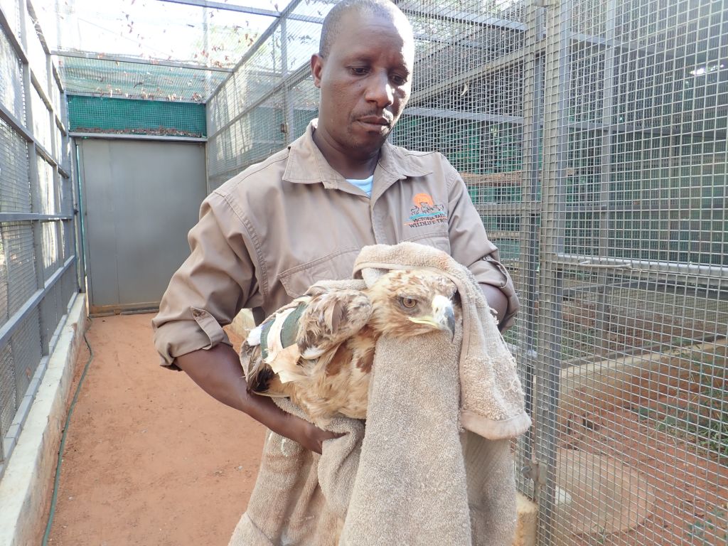 VicFallsWildlifeTrust tweet media