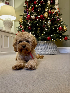 Cavalier Carpets tweet media