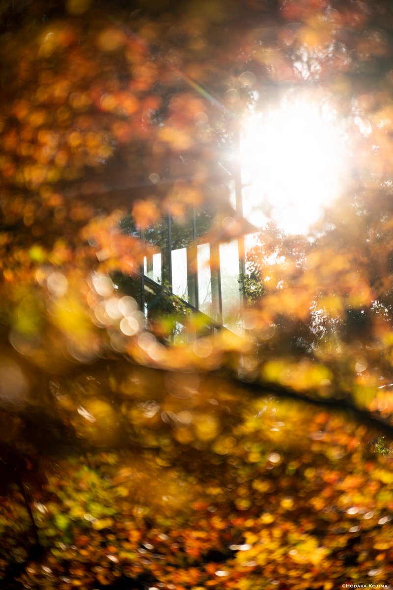 hodaka1326's tweet photo. 秋の関西大学
.
.
.
.
(全て縦構図)
#tokyocameraclub #東京カメラ部 #大阪 #冬 #吹田市 #kansaiuniversity #関大 #関西大学 https://t.co/fPegA4FHkT