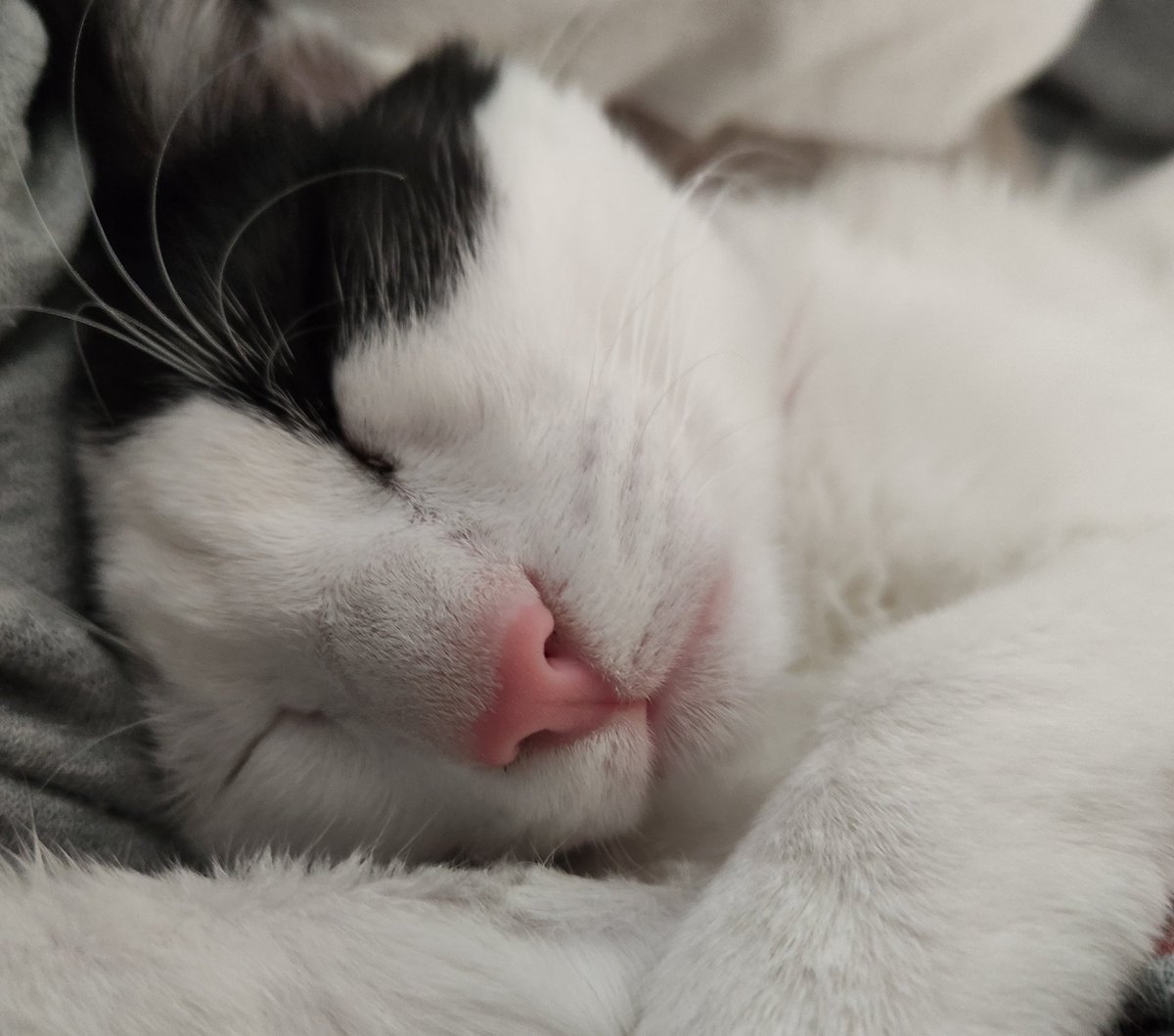 tinathemelis's tweet photo. Heaven on earth warmest spot when he naps on cold day ๐
#CatsOfTwitter
#kittensRule https://t.co/J52XfXcdvo