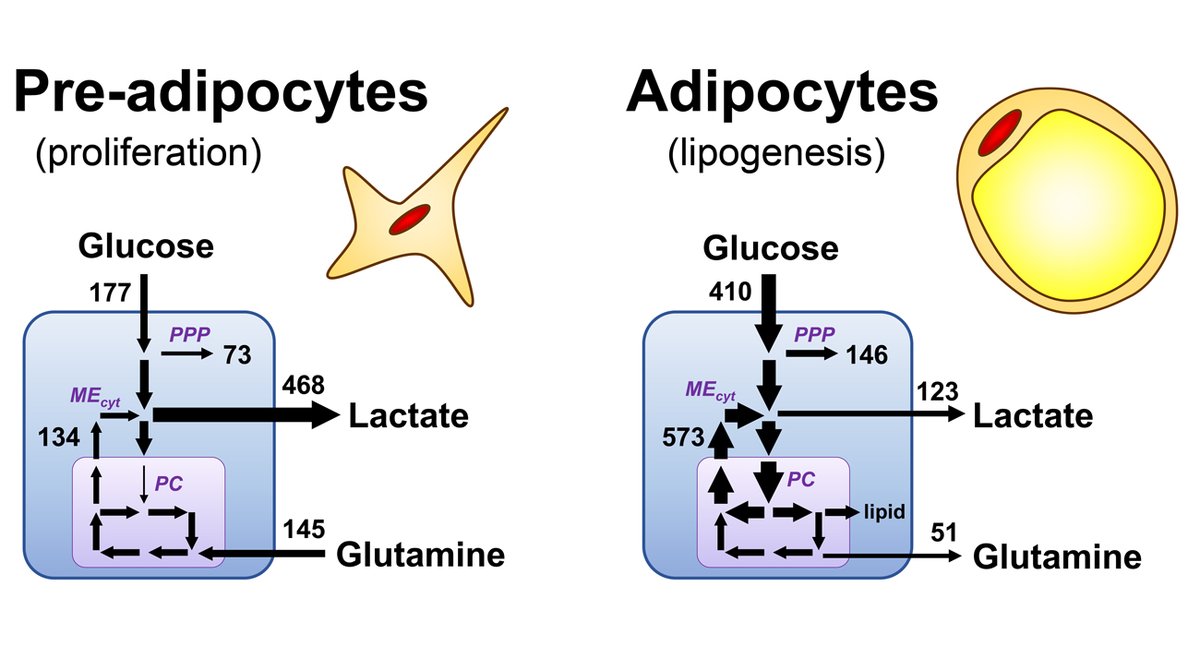 AntoniewiczLab's tweet image. Coordinated reprogramming of metabolism and cell function in adipocytes from proliferation to differentiation. doi.org/10.1016/j.ymbe… Morphological and biomass composition changes in adipocytes are accompanied by significant shifts in metabolic fluxes. #flux #metabolism #13Cflux