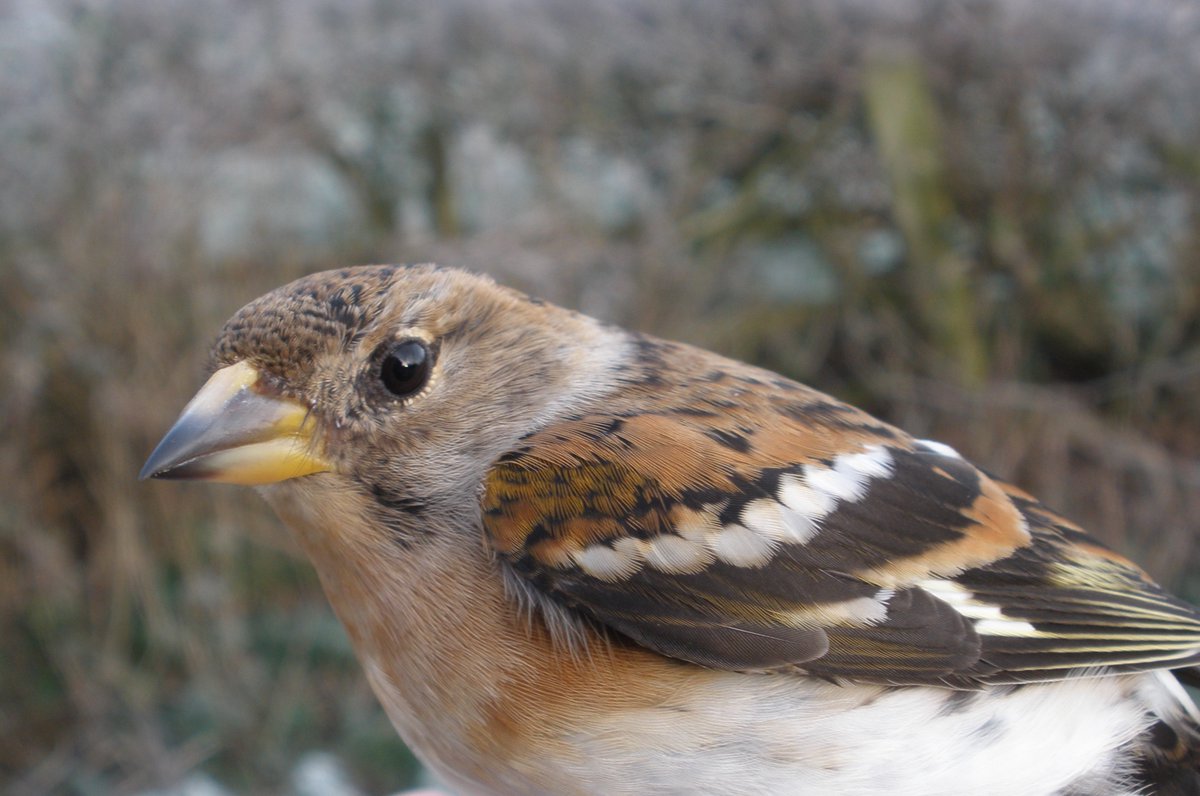 The 200th Brambling of this autumn/winter at a site @AvelandT where we had previously ringed a total of just 37 in 12 years, since ringing started there.