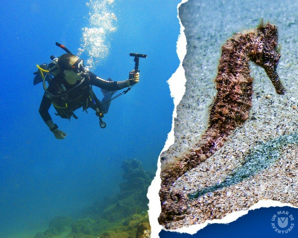 AzulScuba's tweet photo. Regala y regálate un momento especial en un lugar extraordinario realizando una actividad maravillosa. Te lo mereces, finaliza o empieza el año haciendo algo único.  Aquí estamos para hacerlo realidad, contáctanos y #VenABucear 

#👌🏻AzulScuba #UnMarDeAve… https://t.co/E3WjkOSWKD https://t.co/oWnvejQonc