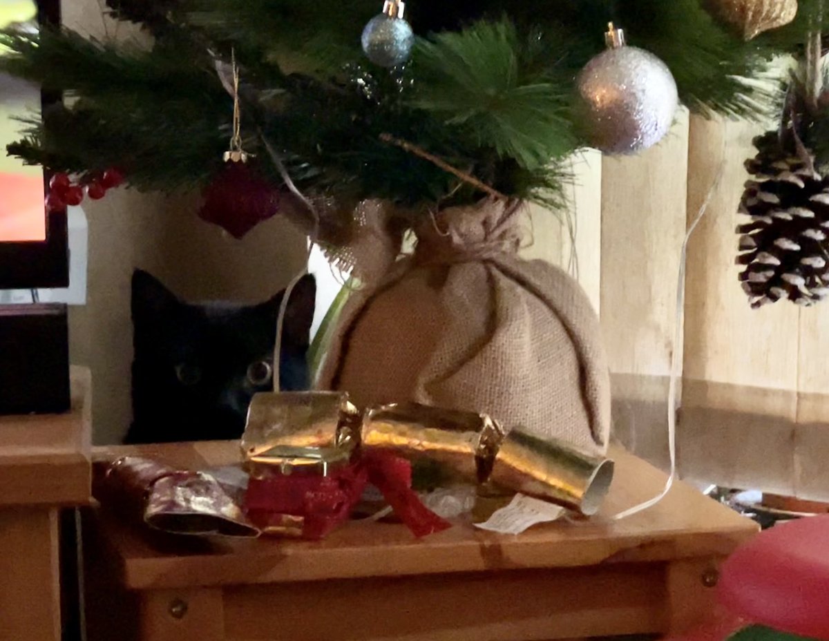 Ripley_DM's tweet photo. Where that Tolkien can it be hiding now?

Check Ozzy's weekly purrs and meows on his blog: https://t.co/80WobmuKgv

Read all about Ozzy's and Tolkien's adventures at home on their comic, Life with Ozzy and Tolkien at: https://t.co/VYsSHbGTTA https://t.co/8da2PAODZ8