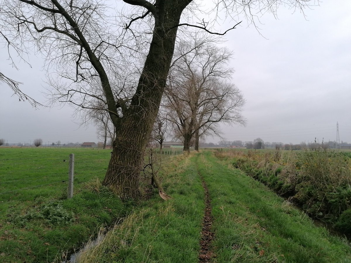 WandelblogDiRey's tweet photo. Wandelen in #Houthulst #Klerken en #Zarren #Kortemark

https://t.co/xrNOnXMqqz https://t.co/4ZhbwlmF3E