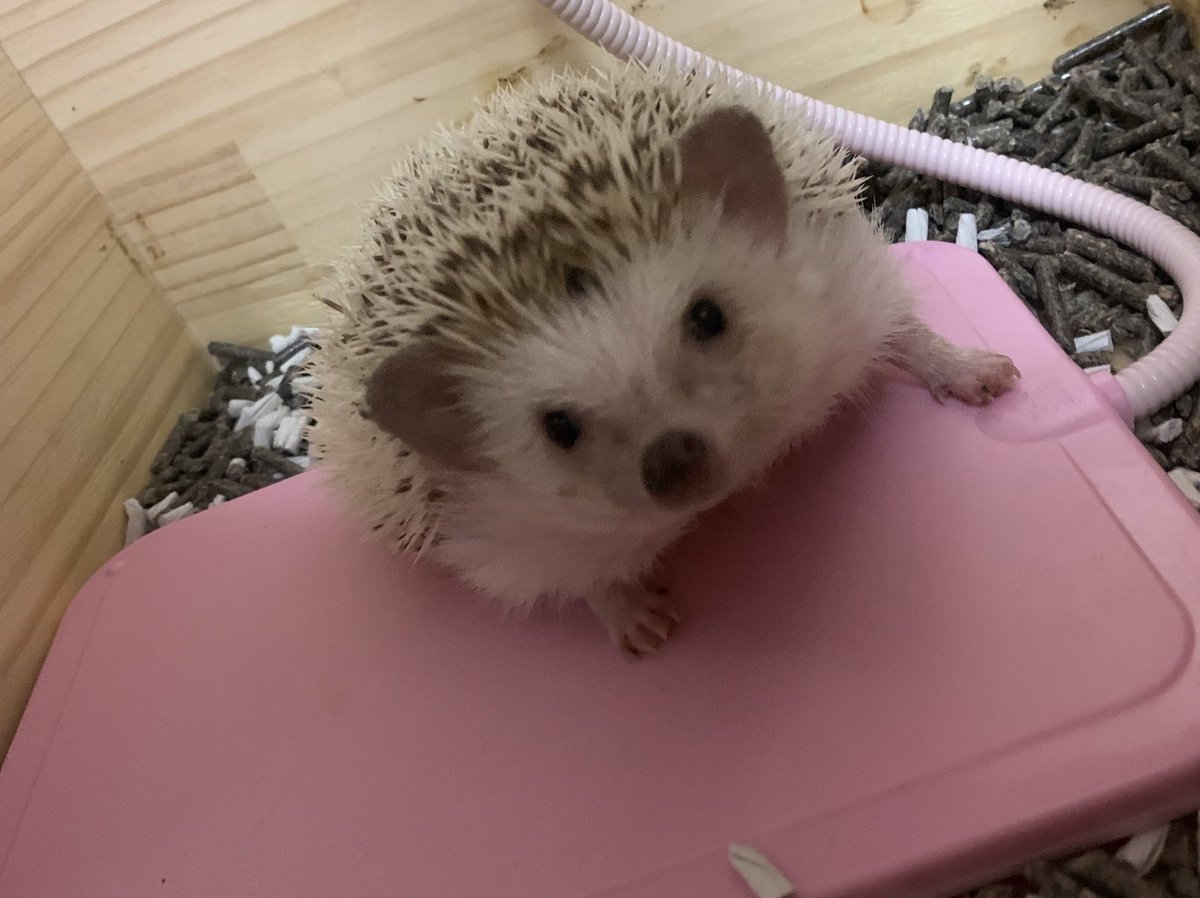 mezuti_'s tweet photo. そしてう��の子はちゃんと元気🥰 https://t.co/LwFAbDYNRX