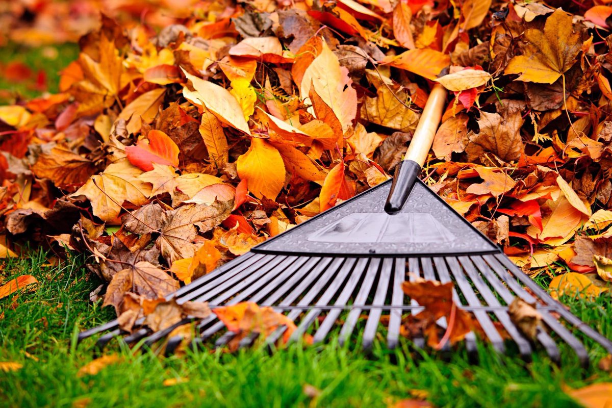 Leaf collections are in full swing! Scheduled collections end Jan. 3, 2022.

There are two ways to have your bagged leaves collected by DPW:
🍁By scheduled appointment: Bagged leaves, up to 20 bags, will be collected by appointment on Mondays, 🧵(1/3)