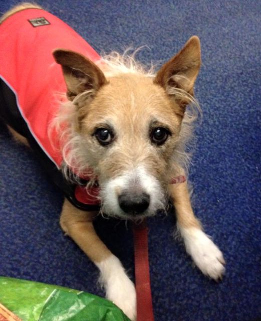 _Traviata's tweet photo. #otd 2015. Small ginger terrier heads west out of Paddington #trap1 https://t.co/UCp5Hezxg3