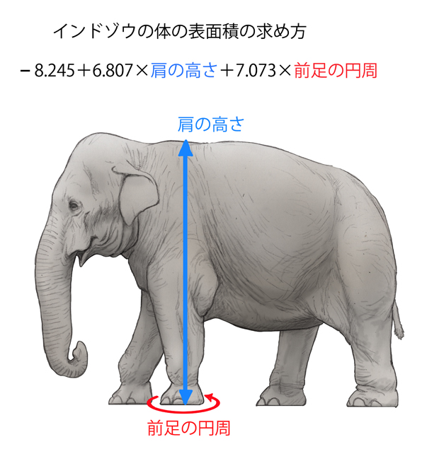 インドゾウ のイラスト マンガ作品 4 件 Twoucan