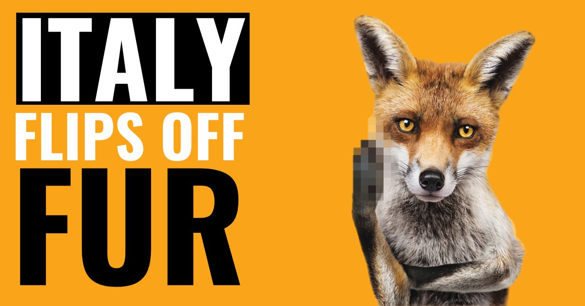 FoAorg's tweet photo. #Cheers to #Italy for voting to permanently ban fur farming and to close the 10 remaining mink fur farms within six months: https://t.co/ixTukERxE4 #FlipOffFur #FurBan https://t.co/bACtwTOa4j