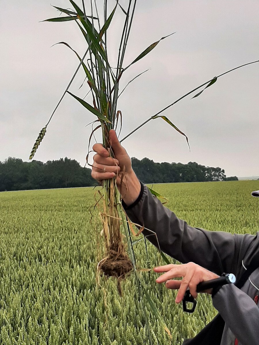 EmmanuelleRansy's tweet photo. Cm2a :actions solidaires.
#mecenatchirugiecardiaque #initiativecoeur!  Avec  #electricienssfrontiere apportons l énergie à ceux qui n en ont pas!
Soutenir l agriculture en classe
#agriculteur @BruCardot
@passioncereales 
Bravo!
Et on continue avec le Blob merci #audreydussoutur https://t.co/aAAaYcaXEq