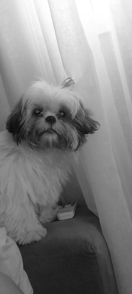 BordoniThaiana's tweet photo. Apollo 
#meudog https://t.co/t9gMahjv7z