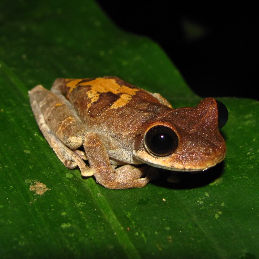 Miquéias Ferrão (@ferraomiqueias) on Twitter photo A new treefrog 𝑂𝑠𝑡𝑒𝑜𝑐𝑒𝑝ℎ𝑎𝑙𝑢𝑠 from Brazil just published in Breviora by <a href="/prmelosampaio/">Paulo Roberto Melo Sampaio</a> <a href="/ljclmoraes/">Leandro Moraes</a> and me. The study also highlights the value of ongoing training of new taxonomists to boost the documentation of Amazonian biodiversity. bityli.com/NQYNUq7 A new treefrog 𝑂𝑠𝑡𝑒𝑜𝑐𝑒𝑝ℎ𝑎𝑙𝑢𝑠 from Brazil just published in Breviora by <a href="/prmelosampaio/">Paulo Roberto Melo Sampaio</a> <a href="/ljclmoraes/">Leandro Moraes</a> and me. The study also highlights the value of ongoing training of new taxonomists to boost the documentation of Amazonian biodiversity. bityli.com/NQYNUq7