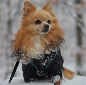 RuffStitched's tweet photo. @chico.lilo.cleo is cozy warm and forest ready! Where are your fave spots to take your human on hikes? 

#winterdogs #coatfordog #furryfriends #canadiandogs #kwawesome #shopontario https://t.co/sJ947GugVw
