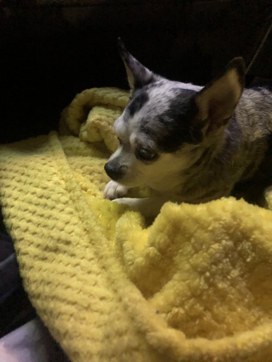 katielwright's tweet photo. My little fella passed away last night. He had been having health problems but it was still unexpected. Rest In Peace, Harvey. You were the best thing that ever happened to me. I guess I believe in an afterlife now because I feel in my gut that I’ll see you on the flip side. ❤️ https://t.co/cbzr2dKEVt