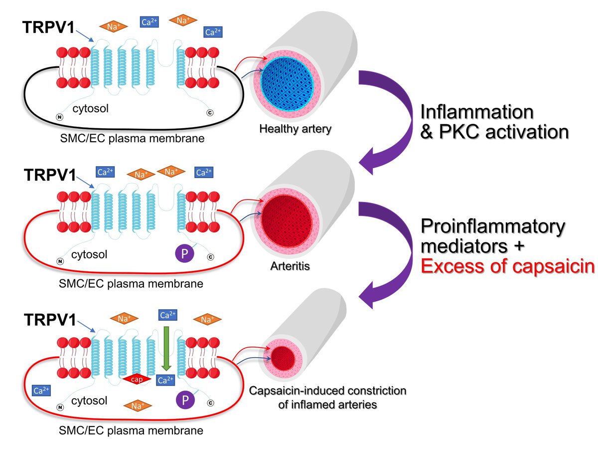 "Capsaicin and TRPV1 Channels in the Cardiovascular System: The Role of Inflammation" 
mdpi.com/2073-4409/11/1…
#capsaicin, #chili, #hotpeppers, #hotpepper, #chiles