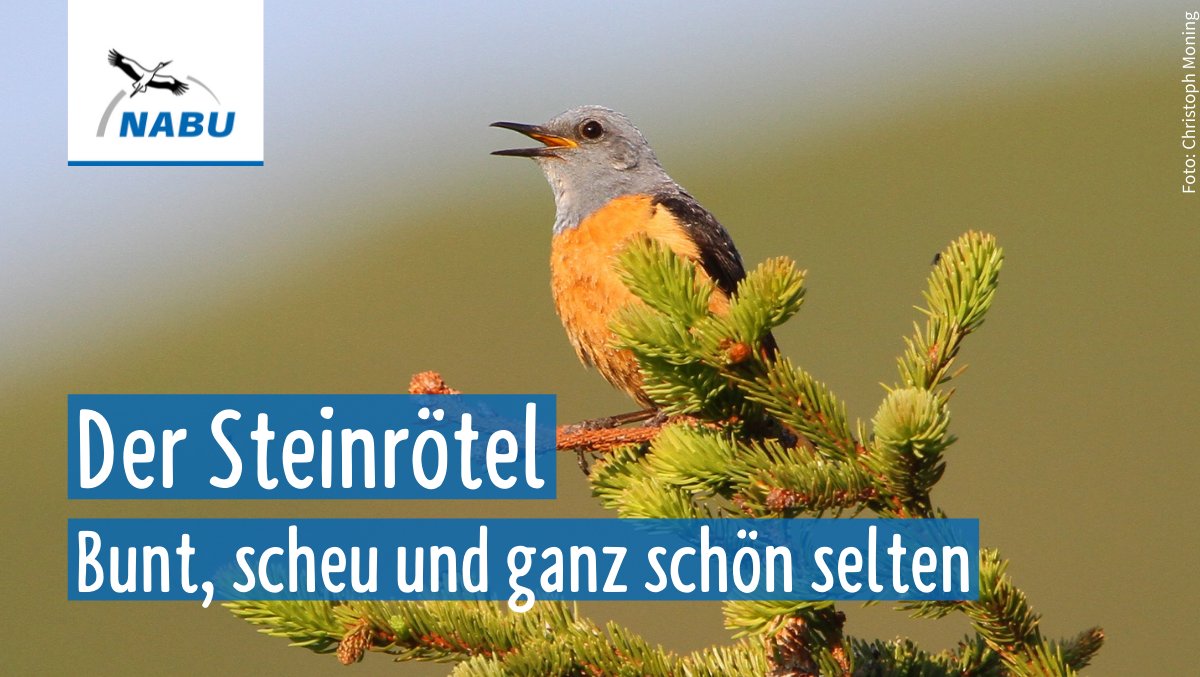 NABU_de's tweet photo. Dieser bunte Vogel ist so selten in 🇩🇪, dass wir gar nicht wissen, wie viele Brutpaare es gibt. Der Steinrötel lebt zurückgezogen in den bayerischen Alpen &amp; galt sogar mal als ausgestorben. Seit 1990 konnte er allerdings hin &amp; wieder nachgewiesen werden. https://t.co/O0QAA7rshv https://t.co/QRvlK54L6R