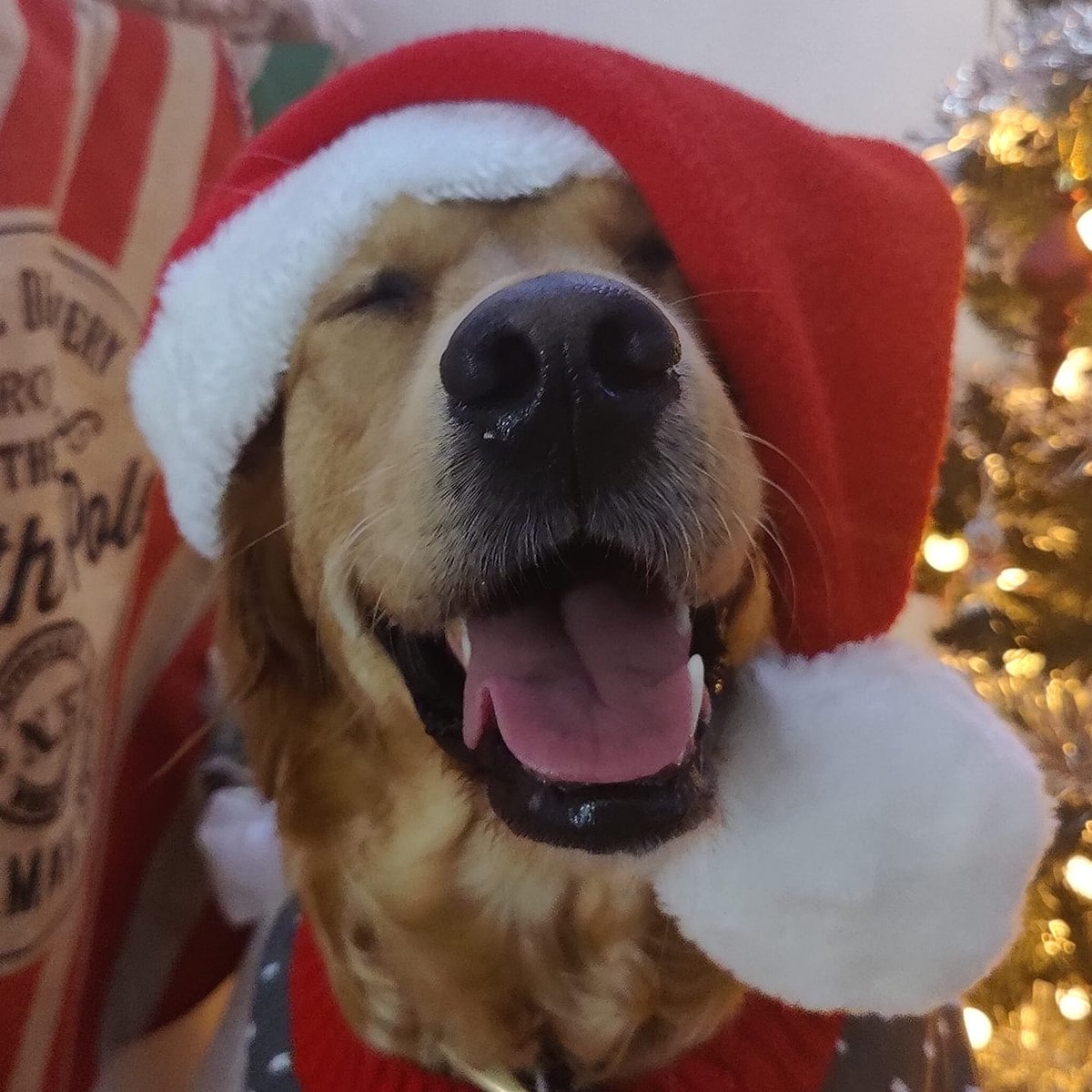 AvantHomes's tweet photo. Up against some tough (and super cute) competition this year, please put your paws together for our three festive #AvantPets competition winners, Naomi Cearns, Georgina Harrison, Caroline Palin (FB) & @paddleboardmum (twitter)! πΎπ
Keep an eye on your DMs for prize details! π https://t.co/qgWSIsDMau