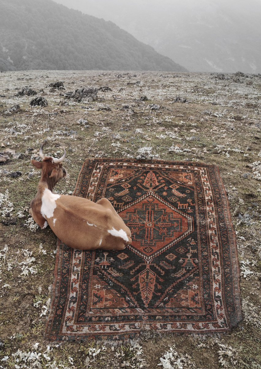 NFTARMAN's tweet photo. I've shot the photos of animals in different landscapes during last five years and chose a number of them for this collection. Carpets and rugs are either designed by a collaborator artist or photographed from an old rug.

Mediums:
Digital Photomontage/ Photography/ Carpet design https://t.co/fJbEJvjPKW
