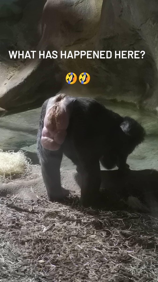 J_Overfield94's tweet photo. @themichaelowen @EmmaRaducanu Congratulations @EmmaRaducanu here’s a photo of a baboons arse I taken last year at Colchester zoo. https://t.co/cvAcyKipgW