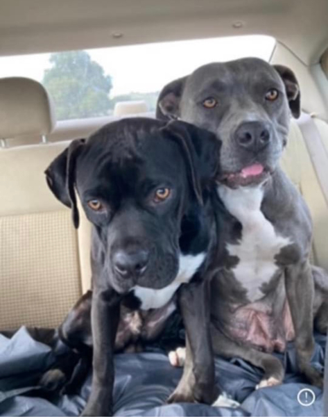 #Dog #Soda_CCSTCA_01 With my sister Brandy before we get to the shelter  https://t.co/c6MKhPO7DR https://t.co/NFH0jbJ9jL