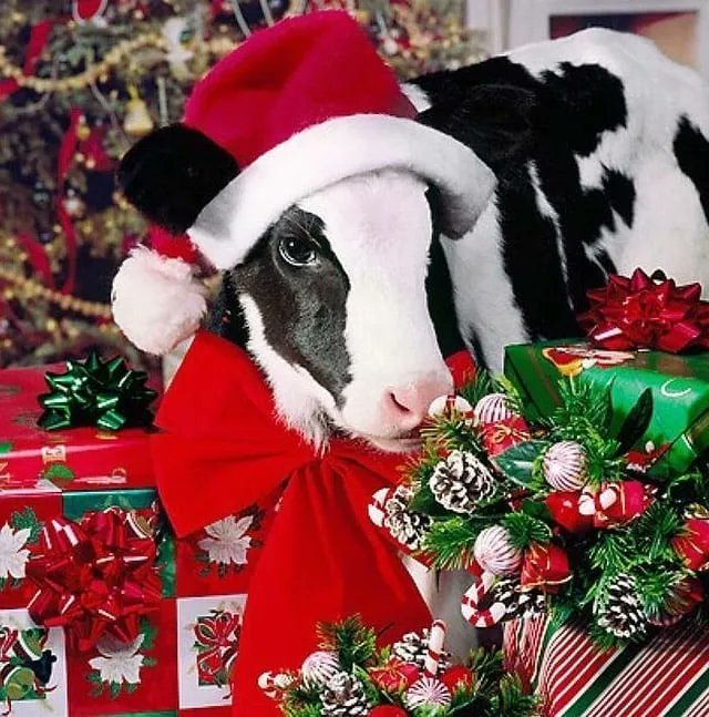 Cow Vibes Only (@cowvibesonly) on Twitter photo 