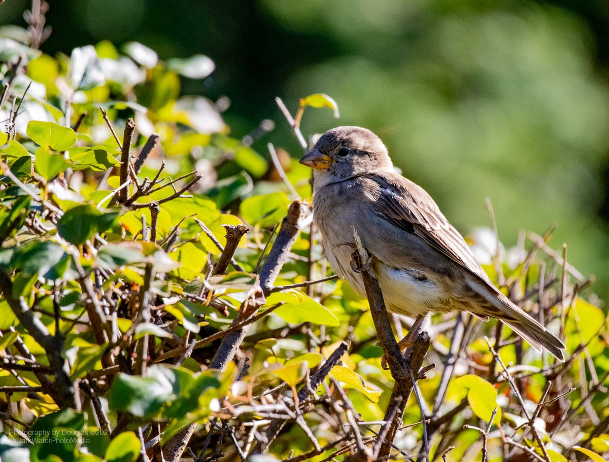 DarkWaterPhotos's tweet photo. A wee lady house sparrow sits watchful in High Park. Toronto. 

#WildTO #CityOfTO #Sparrows #HighPark #CanGeoWild #BirdingDailyTO #Celebirdy #NatureWalks #GetOutside #familyfriendly 

https://t.co/R5PMOspsUo https://t.co/j3ibspgiPJ