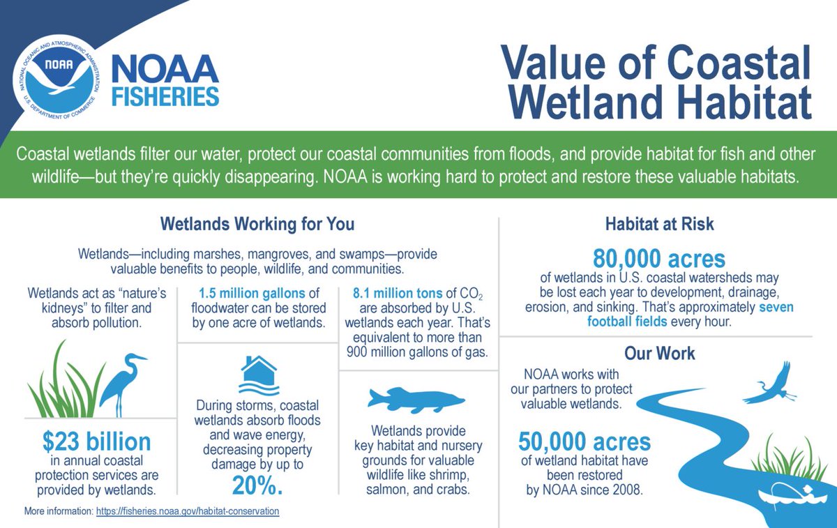 NOAAHabitat's tweet photo. Another habitat gift that keeps on giving: coastal wetlands! Too valuable to lose, we're working hard to restore and conserve them. They're homes for fish and wildlife, they help clean water, and store carbon. https://t.co/hTPRcsXSnq https://t.co/j9V6LE9Qxa