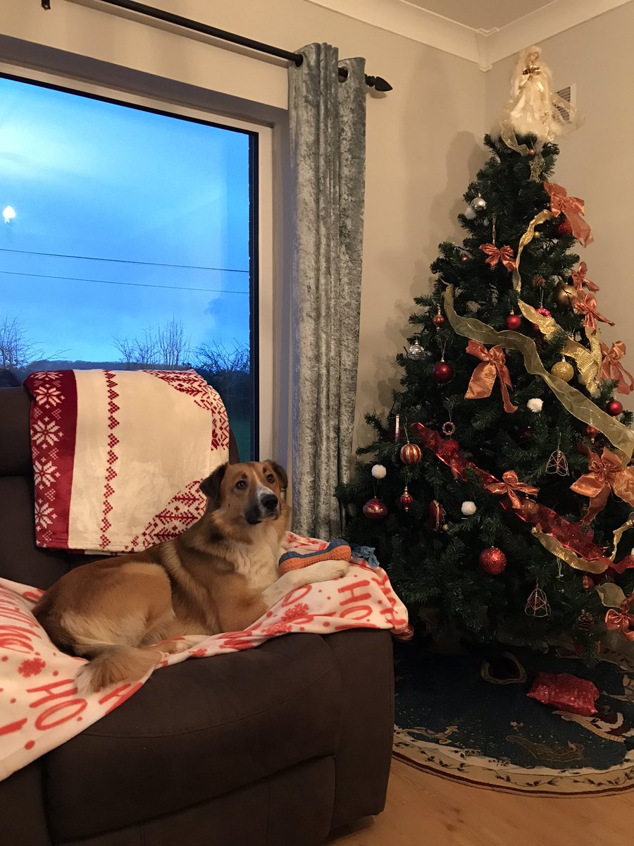 _TR69's tweet photo. “When are we knockin off for Christmas?” he wants to know! 🎅 🎄 🐕 🐾
#LordMuck
#WorkingFromHome
#LivingAtWork https://t.co/LeOYIbIT07