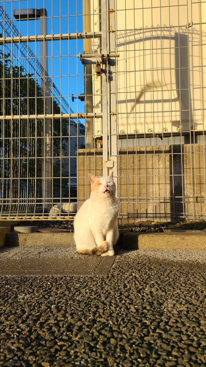 fj_aoi's tweet photo. この前出会ったねこちゃんが
可愛すぎた♥️！
いろんな所で自慢してる(笑)(笑) https://t.co/SZ8A9mgN3s