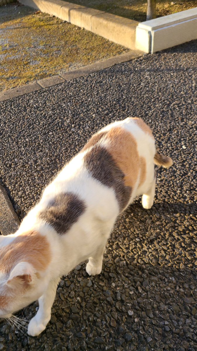 fj_aoi's tweet photo. この前出会ったねこちゃんが
可愛すぎた♥️！
いろんな所で自慢してる(笑)(笑) https://t.co/SZ8A9mgN3s