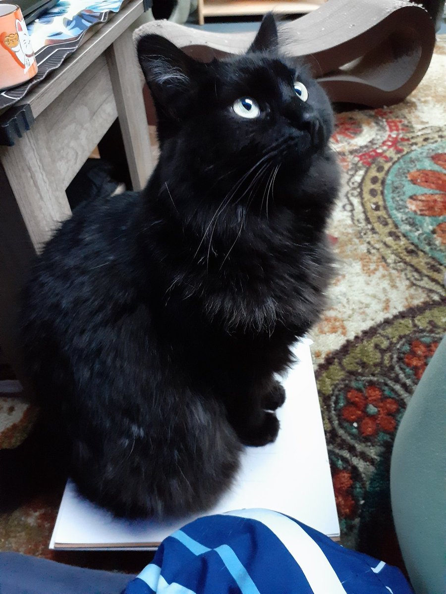 Patterpaw's tweet image. Oh. Someone said no more drawing. Hmm. What to do, what to do....
#CatsofTwittter #cats #myassistant