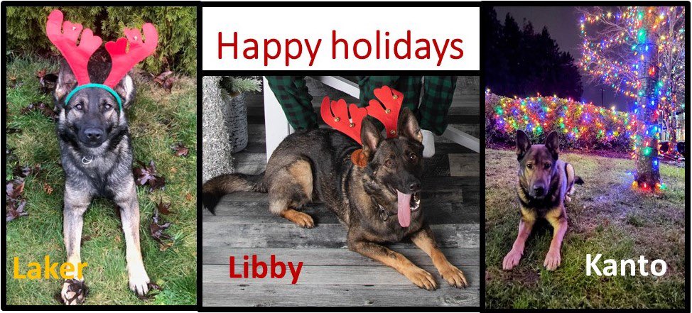 LMDRCMP's tweet photo. The #LMDRCMP wish everyone a joyous holiday season from our dogs to you. #PoliceDogs #RCMP #GsdNation #IPDS #ITeams https://t.co/vkRStTOzmo