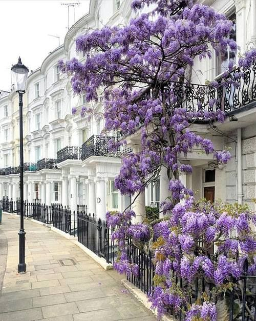 Londres-glicina-nothing-hill-morado