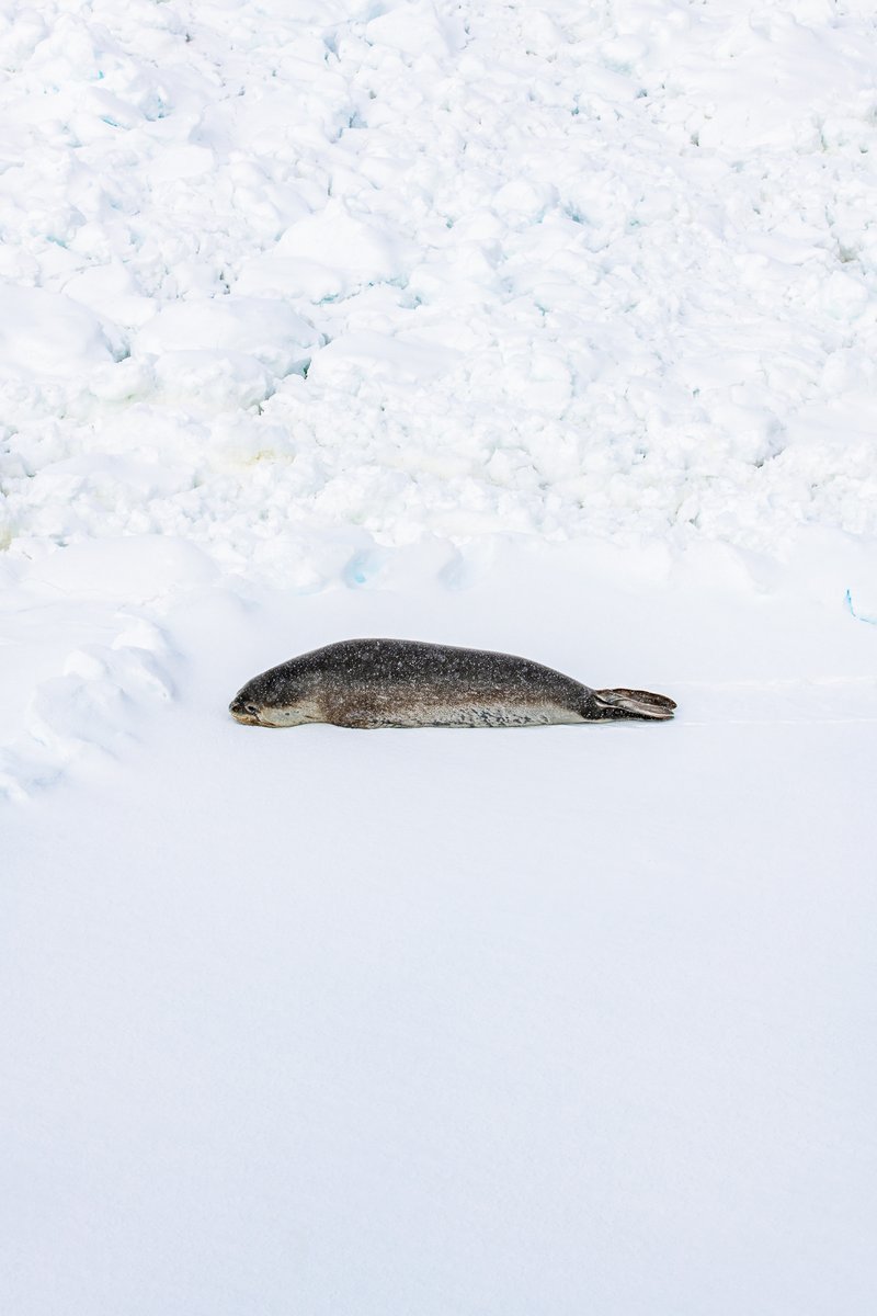 ponant_FR's tweet photo. #LeCommandantCharcot, 1er navire de haute exploration polaire à avoir passé le cercle antarctique, explorant le passage du Gullet, et atteint l’Île Charcot. Retour en images ⤵
#BeyondExploration #PONANT
📸Studio PONANT-Olivier Blaud / Mike Louagie https://t.co/lQBCrLEOOi