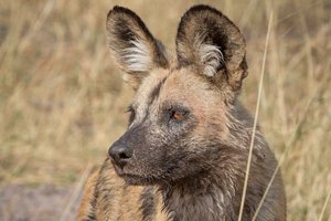 Want to help bring endangered African Painted Dogs to Niabi Zoo? 
niabizoo.com/support/painte…