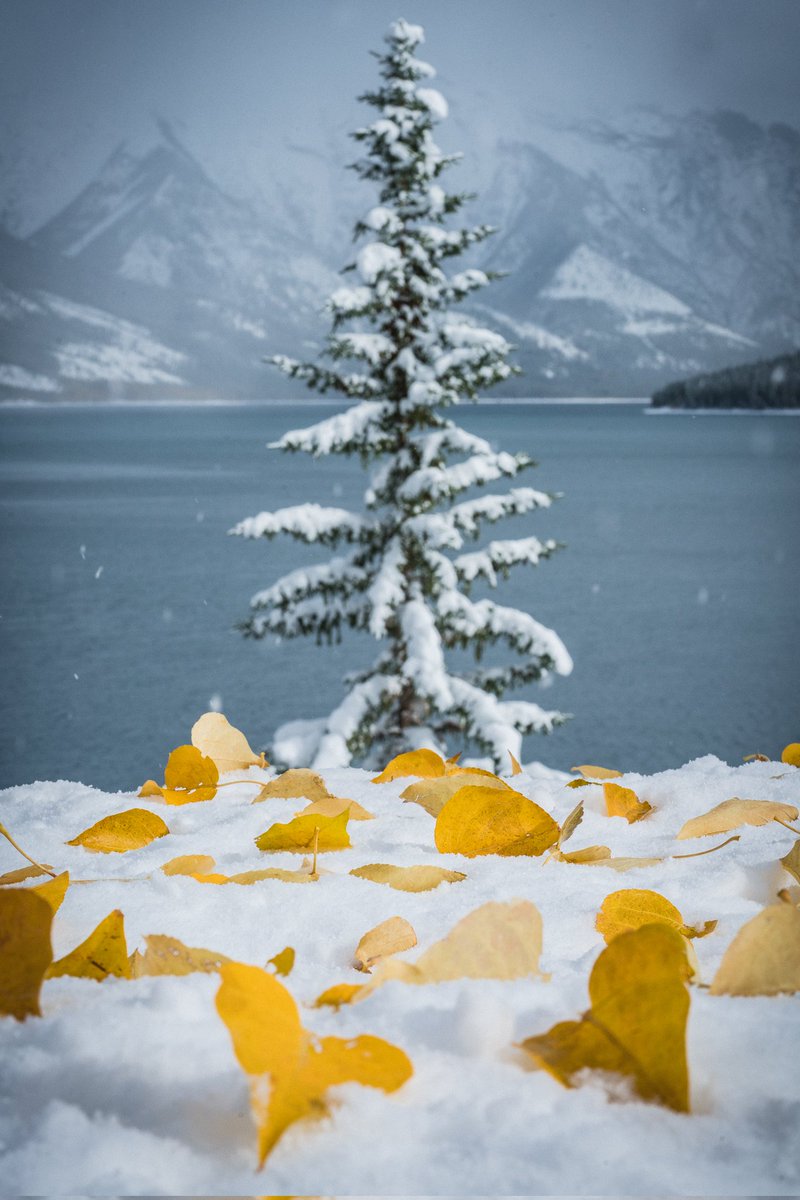 gm ❄️🍂