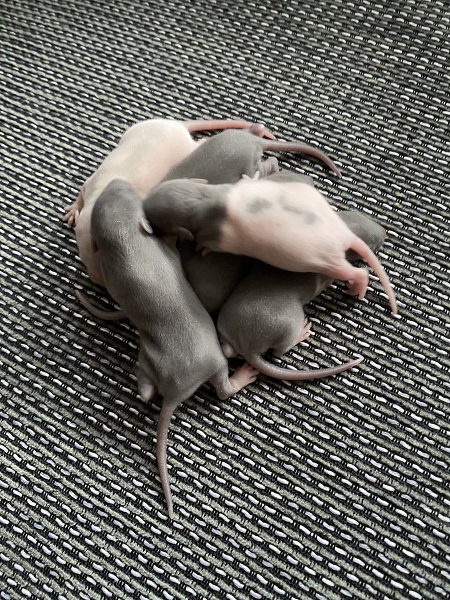 1990Jelly's tweet photo. Super lief deze kleintjes #rittens #ratjes zijn er 6 https://t.co/rLbOVXoAHI