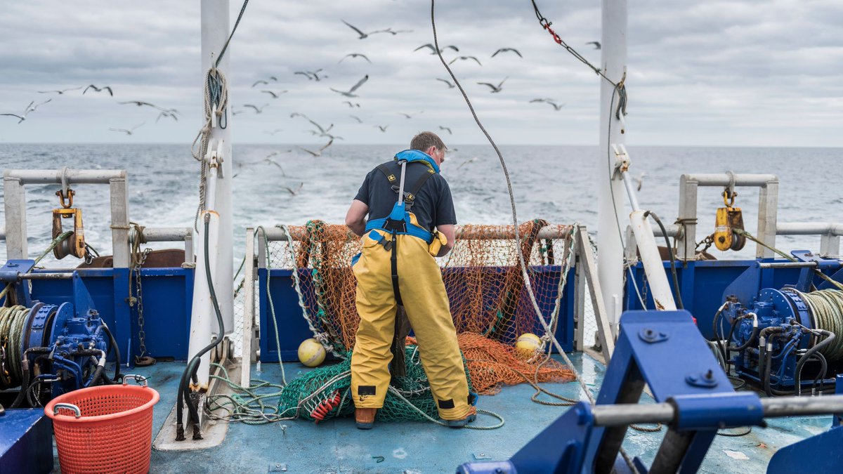 Fisherman inspecting trawl net on a ship with birds in the background