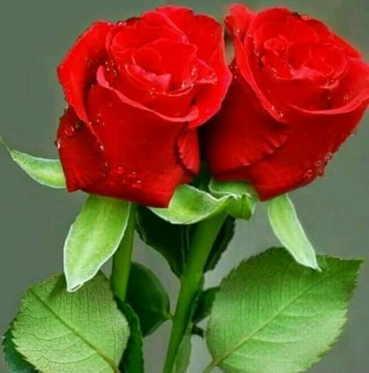 sobuja4's tweet photo. @MalitaSiddik https://t.co/iUWmAdA6te