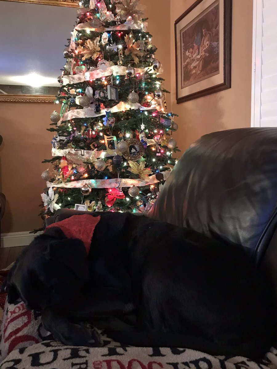 JudyRinge1's tweet photo. Merry Christmas #POstables from Zach. He came home from the groomers quite festive in his red kerchief. (I have since removed it so he doesn't get snagged on anything.) Zach is a good watchdog when he isn't dog napping on his blanket🐕🦺
#ILoveMyLab https://t.co/pApPh0lMao