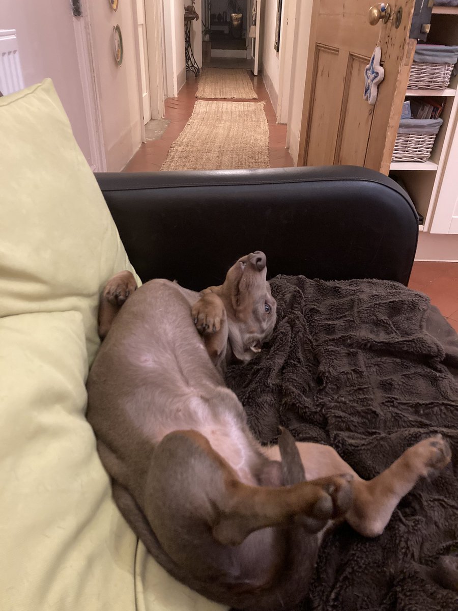 AlexMacras's tweet photo. Another day in the extraordinarily busy life of Augustus Cadbury Coles. #GeneralGuster #pupdate #loveliveson https://t.co/LF90NgHQcd