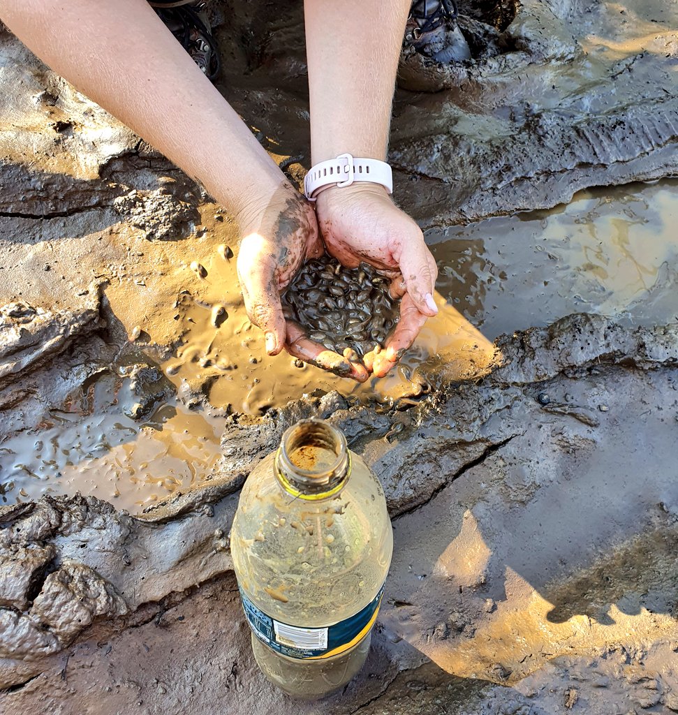 ConCaracal's tweet photo. Today we went biking through the bush &amp; came across a nearly dried up pool of water next to the road.

Saved an entire brood of tadpoles from certain death which was just a few hours away. https://t.co/FxedeCsx2F