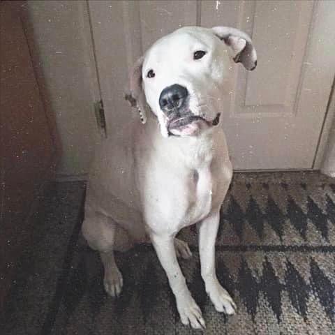 Childishmandita's tweet photo. Anyone in the Orlando area - does anyone know of anyone willing to adopt and older dog? Someone I know is planning on dropping him at the shelter on Monday if we cant find this sweet guy a home. He’s 10 and truly just needs a loving home to spend his last years at. https://t.co/LvyuezdckF