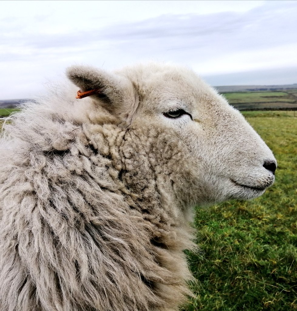 highfieldsherdy's tweet photo. How times have changed, that lost little soul to guardian of his flock....
#Droopsy #herdwicks #farm #peakdistrict https://t.co/IqfSsZFD3C