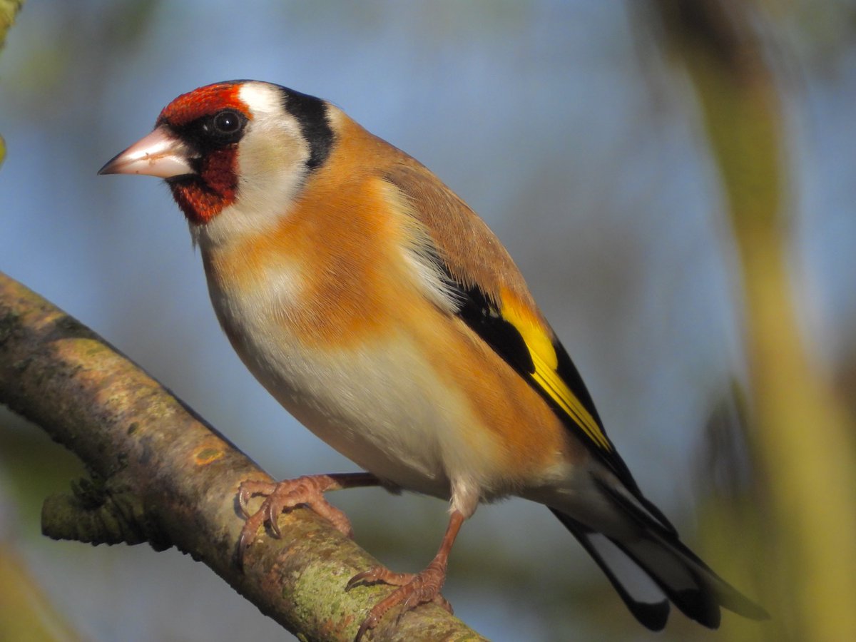 🏴󠁧󠁢󠁳󠁣󠁴󠁿 Gary Black 🏴󠁧󠁢󠁳󠁣󠁴󠁿 tweet media