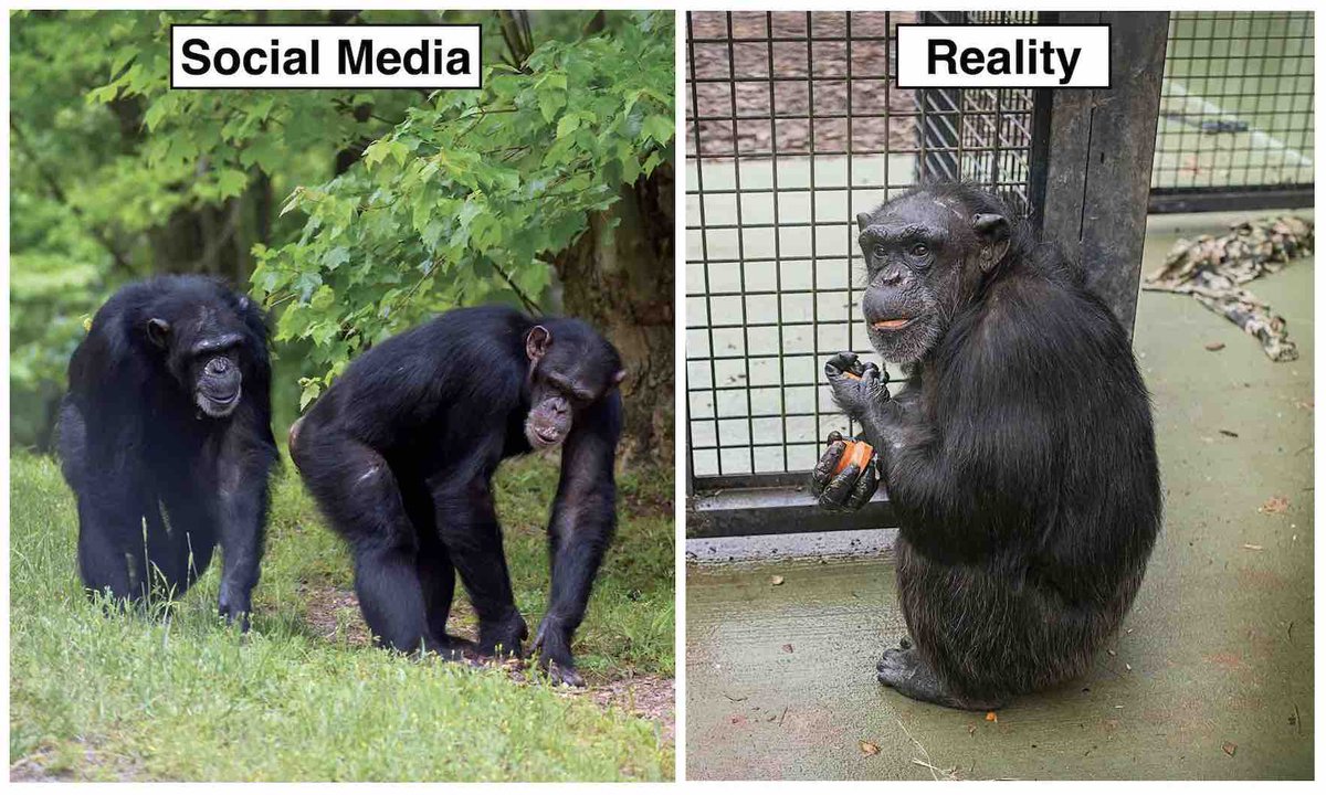theirturn's tweet photo. The @HumaneSociety claims that the 82 chimps at its #ProjectChimps facility have daily access to the outdoors on porches, but the porches are concrete rooms w/metal bars. When will #HSUS transform @projectchimps into a #TrueSanctuary? #ChimpsDeserveBetter https://t.co/OAkGTECRvk https://t.co/XRlo610HmV