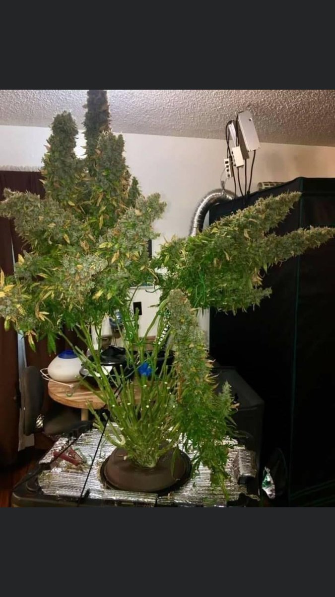Kushman_kylee's tweet photo. Allow the plants to concentrate on producing fat and dense buds, but it also prevents buds from falling over. In this article, we cover 5 top tips for adding support to your plants when they need it the most. 
#FastBuds #AmericanAutoflowers #autoflowers #growtips #cannabis #weed https://t.co/20hpsxrPBO