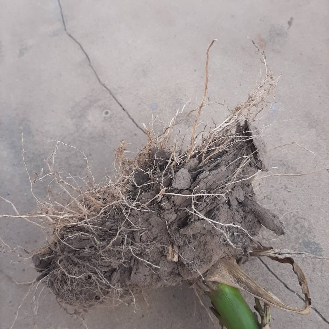 ingmatiaimar's tweet photo. Las raíces hablan por sí solas. Suelo compactado, estructuras claramente laminares vs raíces en lote descompactado. Más oxígeno, más nutrientes,  más agua, más raíces! La salud de Suelo es lo primero! https://t.co/DvnFeD1fJE
