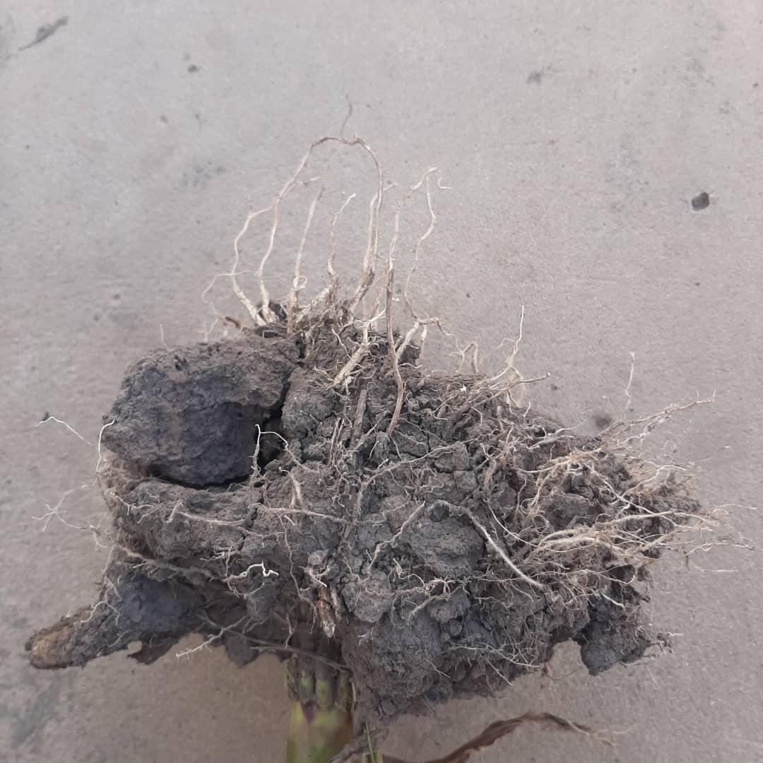 ingmatiaimar's tweet photo. Las raíces hablan por sí solas. Suelo compactado, estructuras claramente laminares vs raíces en lote descompactado. Más oxígeno, más nutrientes,  más agua, más raíces! La salud de Suelo es lo primero! https://t.co/DvnFeD1fJE